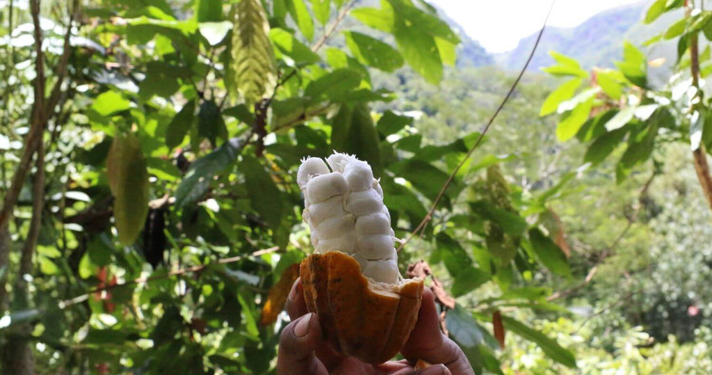 Hand-Selected Ceremonial Cacao Beans: What Really Makes the Difference