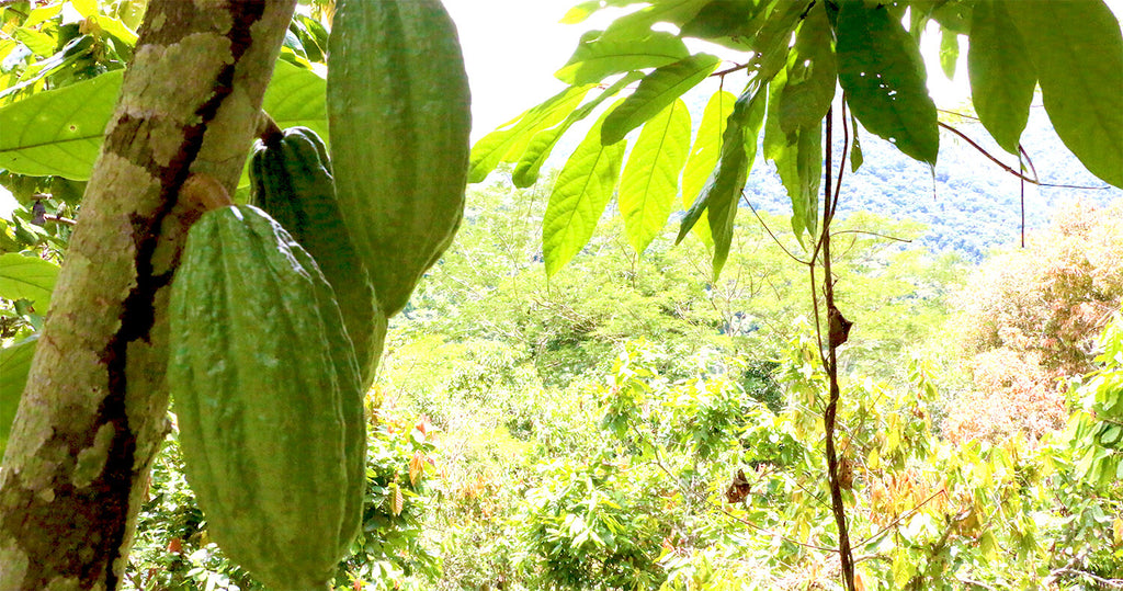 Heavy Metals (Lead & Cadmium) in Cacao & Chocolate