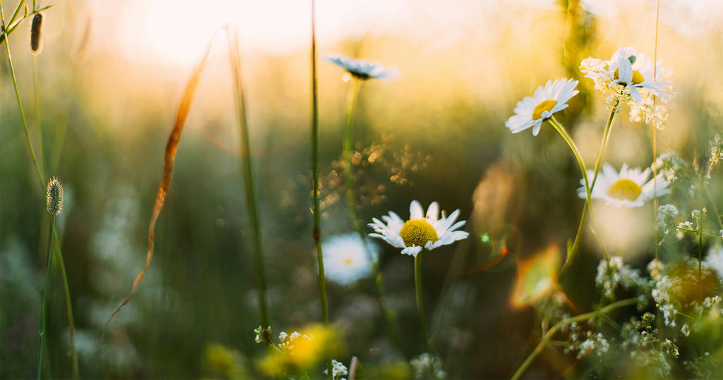 Spring Equinox Ritual