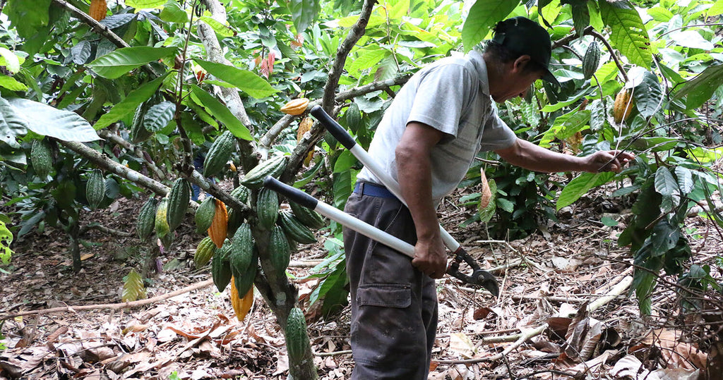 Sacred Earth Medicine Cacao - pristine, clean and green