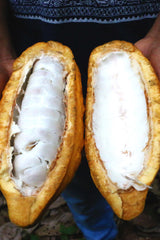 An heirloom Chuncho cacao pod cut open to revel the super fresh and delicious looking cacao fruit direct from the tree.