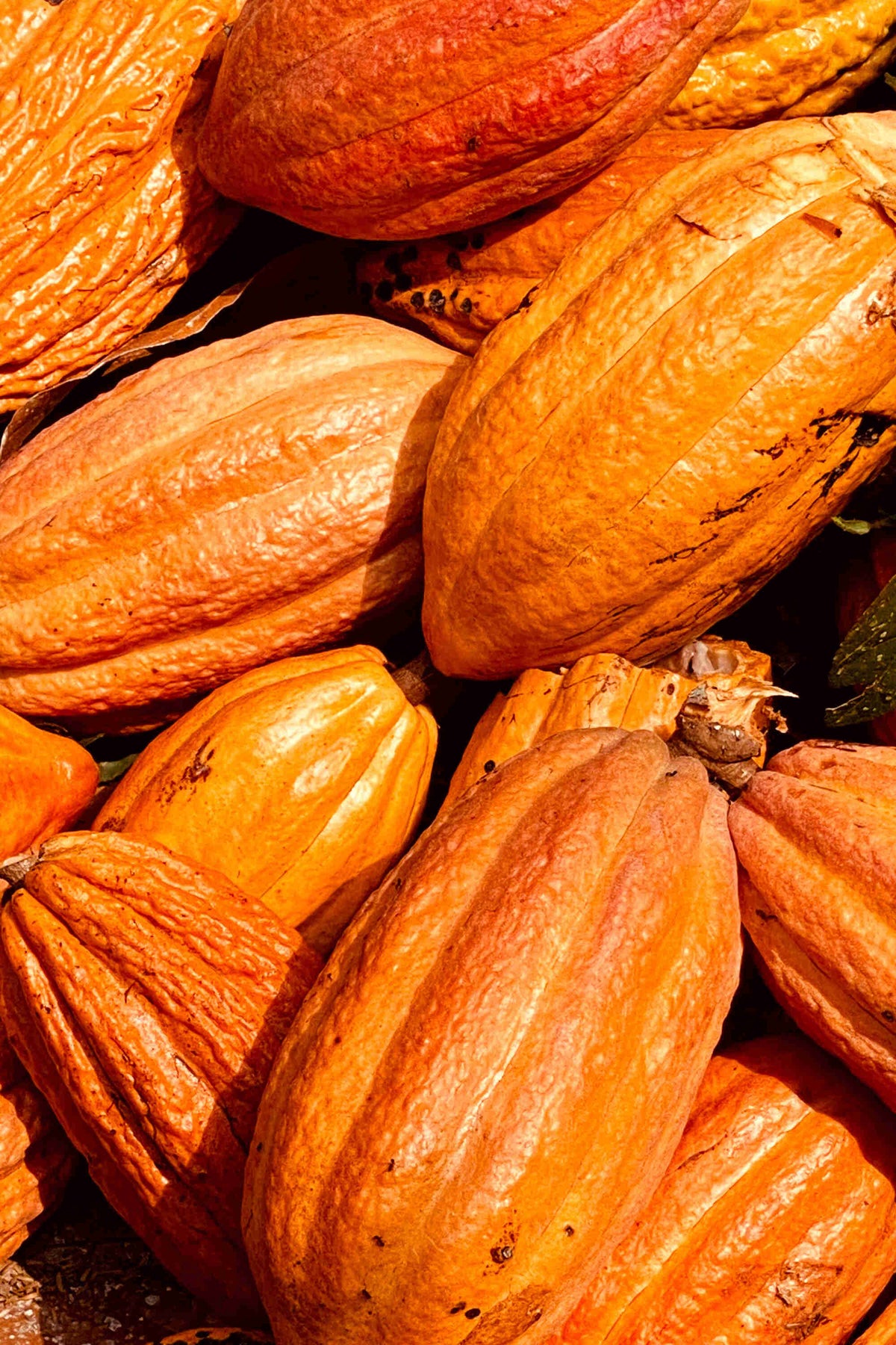 The highest quality heirloom Chuncho cacao pods with their beautiful orange colour in a pile that have just been hand picked from the tree. Super fresh & high vibration.