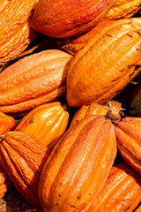 The highest quality heirloom Chuncho cacao pods with their beautiful orange colour in a pile that have just been hand picked from the tree. Super fresh & high vibration.